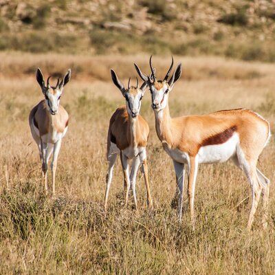 Springbuck 9
