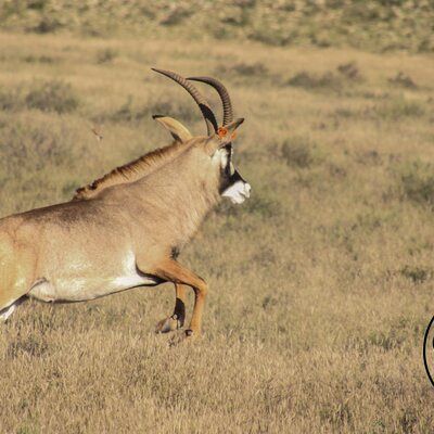 Roan 11