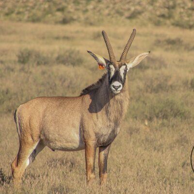 Roan breeding bull